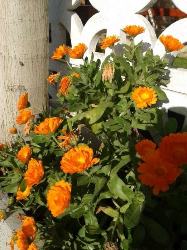 Name:  14-3-sariek-800.jpg
Views: 630
Size:  64.3 KB