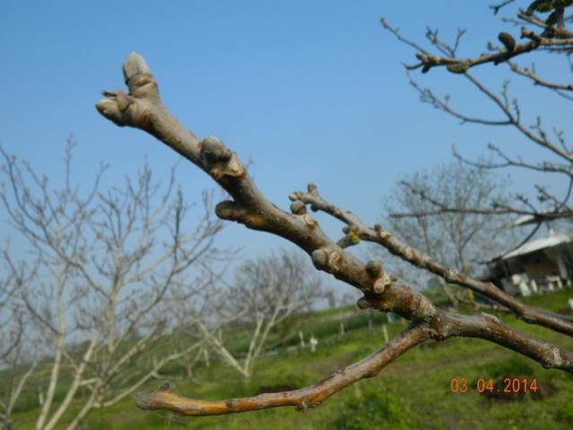 Name:  Resim 056.jpg
Views: 1116
Size:  36.6 KB