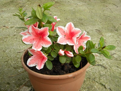 Name:  DSCN9430.JPG
Views: 457
Size:  67.0 KB