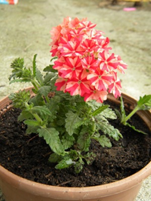 Name:  DSCN9431.JPG
Views: 445
Size:  64.7 KB