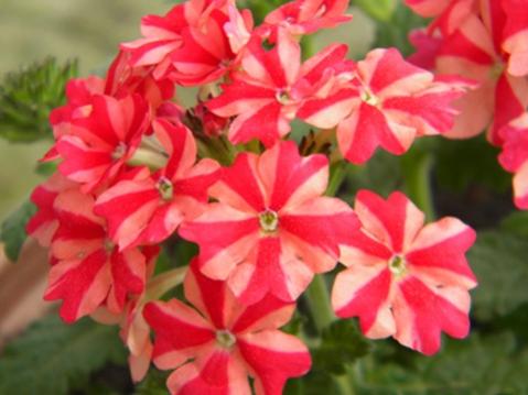 Name:  DSCN9432.jpg
Views: 434
Size:  26.4 KB
