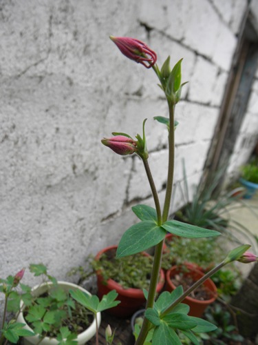 Name:  DSCN9444.JPG
Views: 442
Size:  68.2 KB
