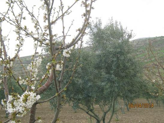 Name:  zeytin kiraz.jpg
Views: 722
Size:  45.2 KB