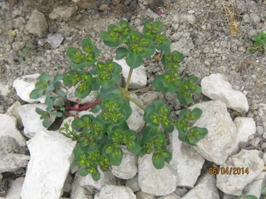 Name:  euphorbia.jpg
Views: 970
Size:  48.0 KB