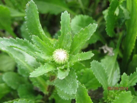 Name:  papatya.jpg
Views: 1267
Size:  30.3 KB
