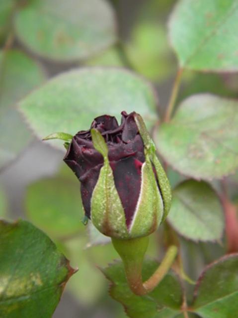 Name:  DSCN9447.jpg
Views: 336
Size:  26.6 KB
