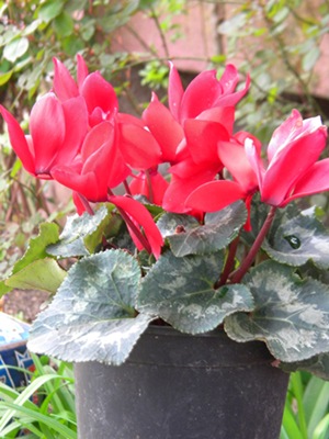 Name:  DSCN9445.JPG
Views: 607
Size:  69.1 KB