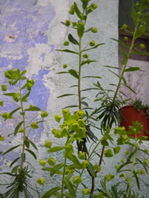 Name:  DSCN9455.JPG
Views: 570
Size:  69.0 KB
