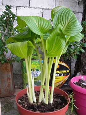 Name:  DSCN9450.JPG
Views: 610
Size:  69.5 KB