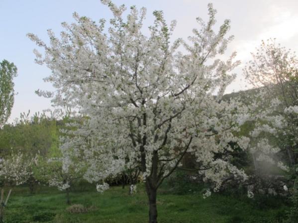 Name:  IMG_3859 (600 x 450).jpg
Views: 839
Size:  47.6 KB
