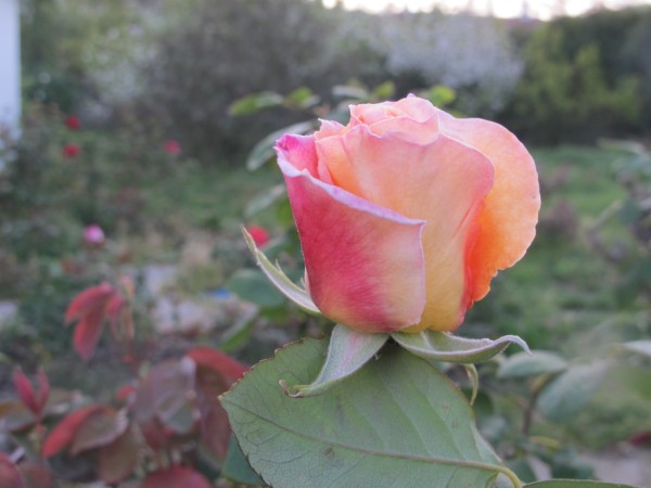 Name:  IMG_3880 (600 x 450).jpg
Views: 794
Size:  47.4 KB