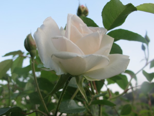 Name:  IMG_3879 (600 x 450).jpg
Views: 807
Size:  43.0 KB