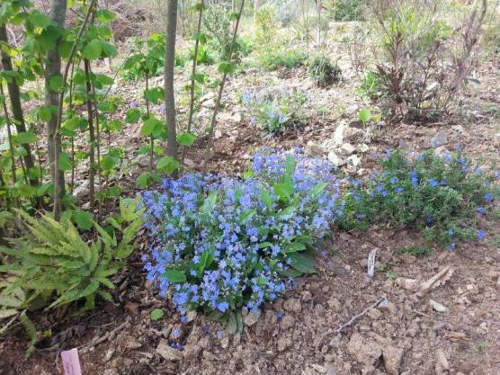 Name:  Omphalodes ve.jpg
Views: 869
Size:  72.0 KB