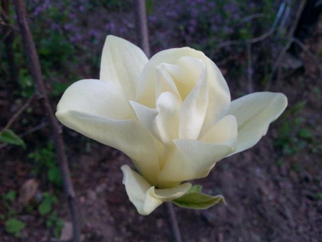 Name:  mthi kokulu sar plak manolya.jpg
Views: 937
Size:  29.9 KB
