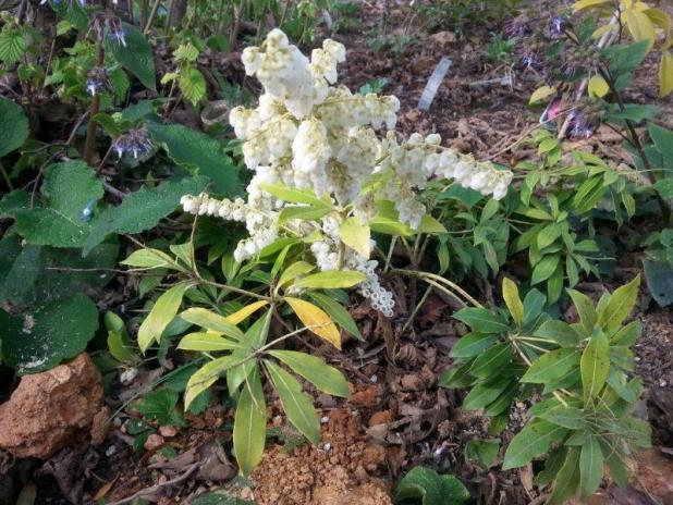 Name:  pieris japonica.jpg
Views: 842
Size:  70.8 KB