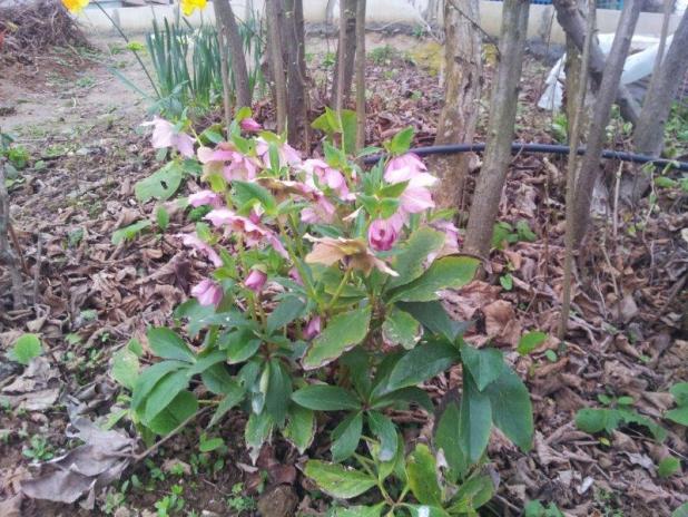Name:  heleborus ve yavrular.jpg
Views: 796
Size:  71.2 KB