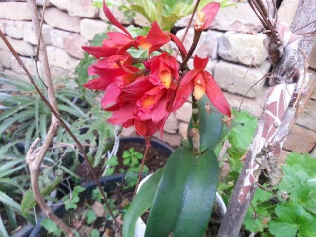 Name:  Cambria (1).jpg
Views: 783
Size:  59.2 KB