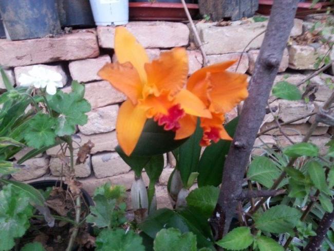 Name:  Cambria (2).jpg
Views: 767
Size:  53.5 KB