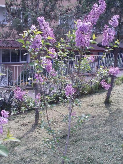 Name:  P1010080a.jpg
Views: 387
Size:  72.7 KB