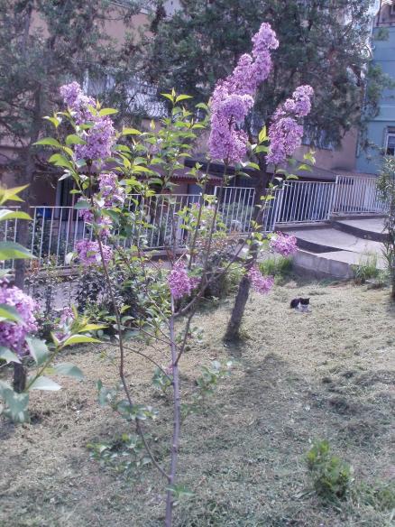 Name:  P1010081a.jpg
Views: 381
Size:  72.6 KB