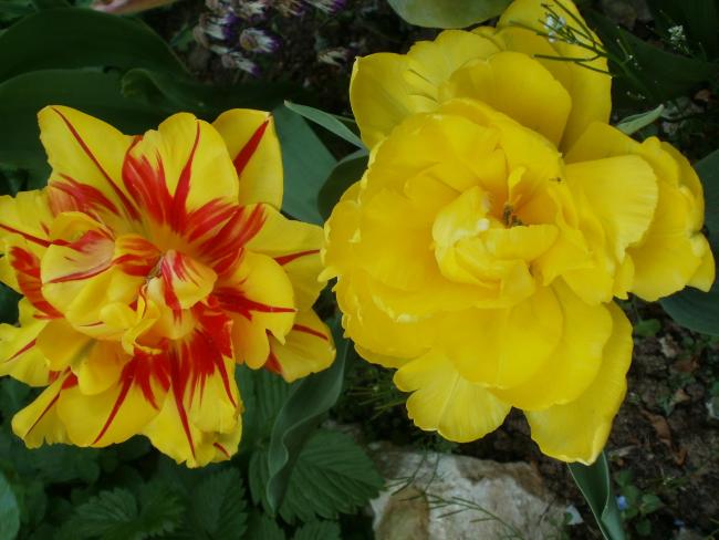 Name:  P1010061a.jpg
Views: 399
Size:  43.7 KB