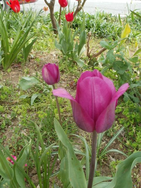 Name:  P1010088a.jpg
Views: 387
Size:  76.5 KB