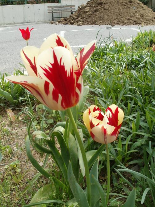 Name:  P1010091a.jpg
Views: 394
Size:  76.1 KB