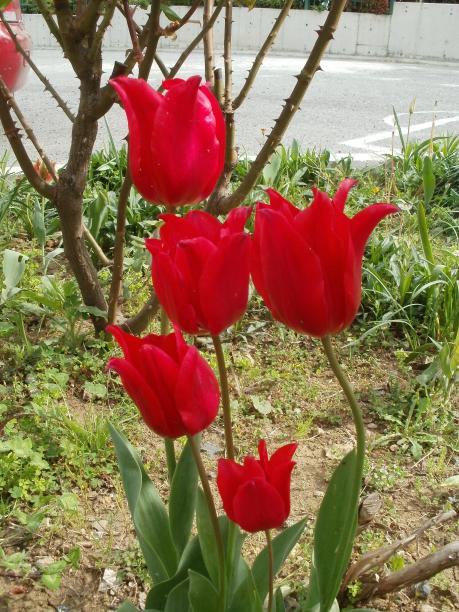 Name:  P1010092a.jpg
Views: 382
Size:  75.2 KB