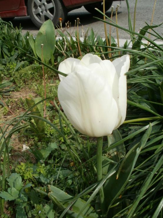 Name:  P1010095a.jpg
Views: 396
Size:  74.8 KB