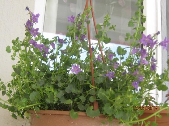 Name:  campanula--.jpg
Views: 1135
Size:  42.8 KB