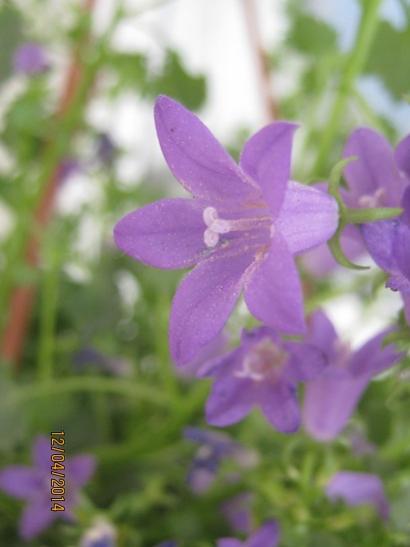 Name:  campanula1.jpg
Views: 1140
Size:  22.5 KB