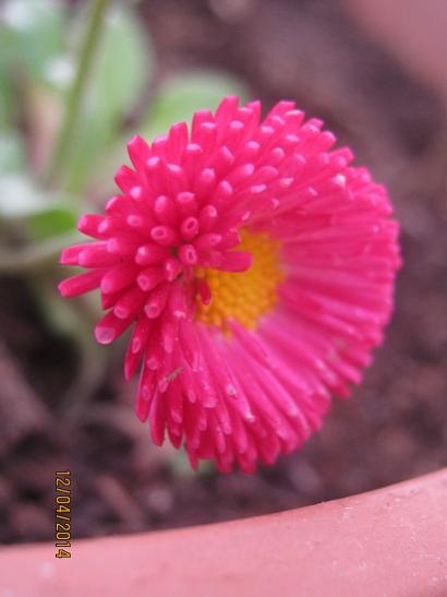 Name:  bellis1.jpg
Views: 1167
Size:  22.3 KB