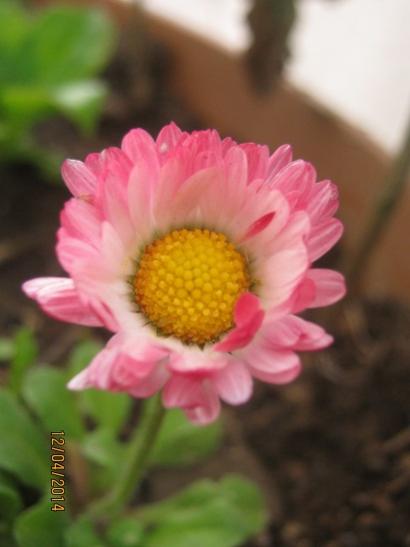 Name:  bellis.jpg
Views: 1154
Size:  21.9 KB