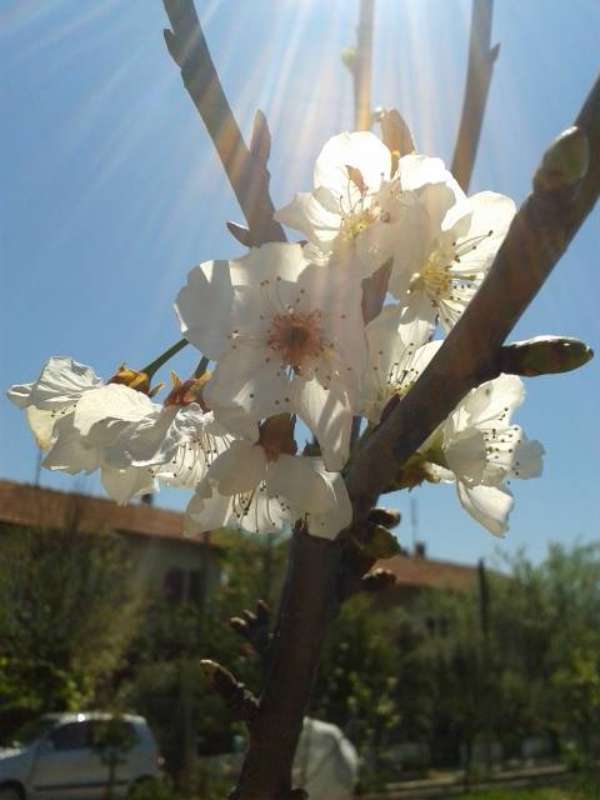 Name:  14-4-krmzkiraz-1-800.jpg
Views: 502
Size:  34.6 KB