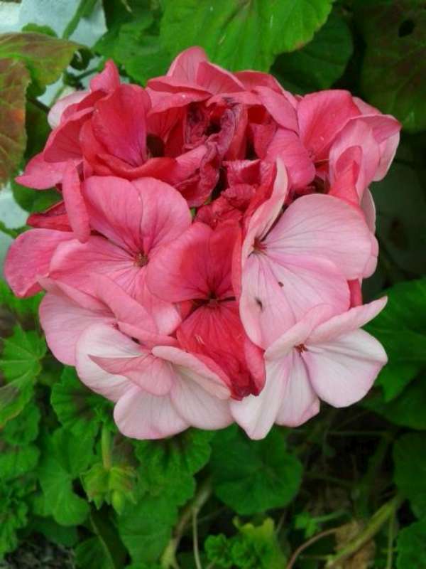 Name:  14-4-alacal sardunya-800.jpg
Views: 511
Size:  43.3 KB