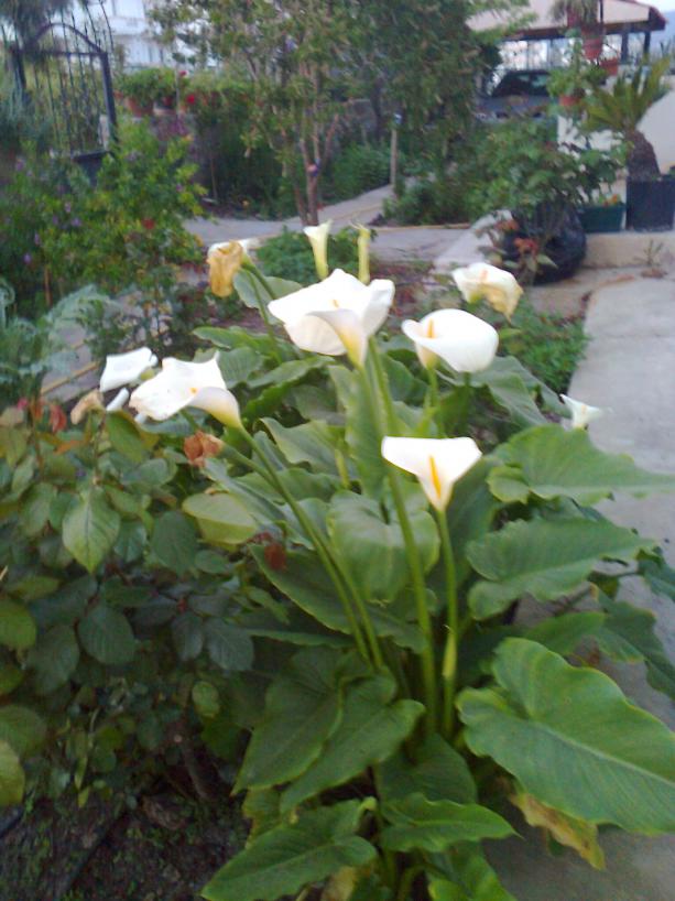Name:  Fotoraf0370.jpg
Views: 4669
Size:  71.7 KB