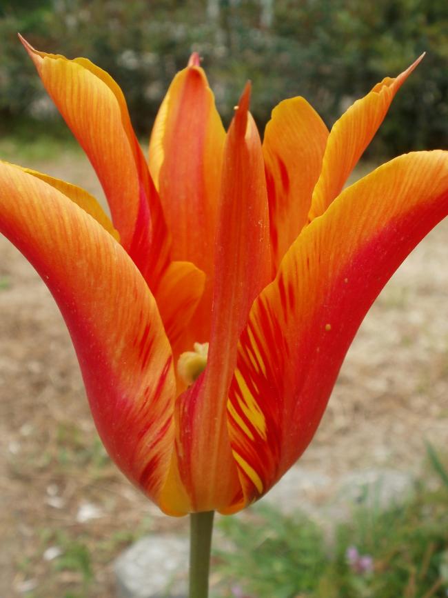 Name:  P1010158a.jpg
Views: 288
Size:  57.8 KB