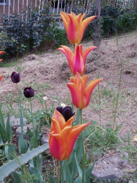Name:  P1010160a.jpg
Views: 290
Size:  73.4 KB