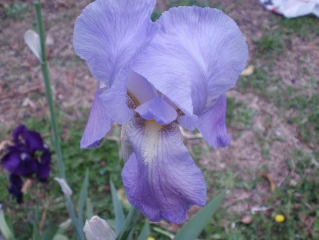Name:  P1010150a.jpg
Views: 316
Size:  39.0 KB