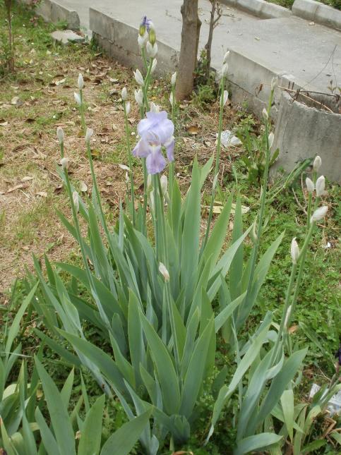 Name:  P1010177a.jpg
Views: 274
Size:  73.8 KB