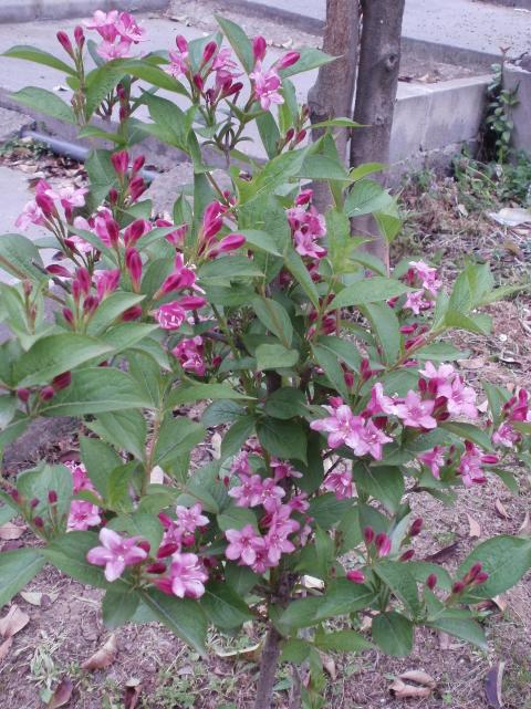 Name:  P1010172a.jpg
Views: 377
Size:  75.6 KB