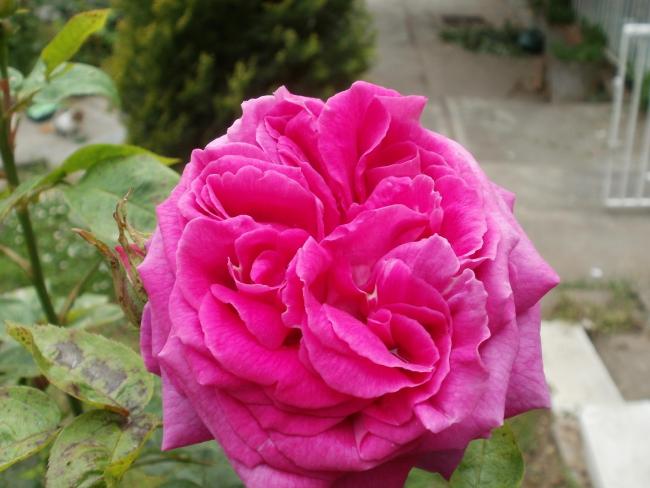 Name:  P1010143a.jpg
Views: 296
Size:  42.9 KB