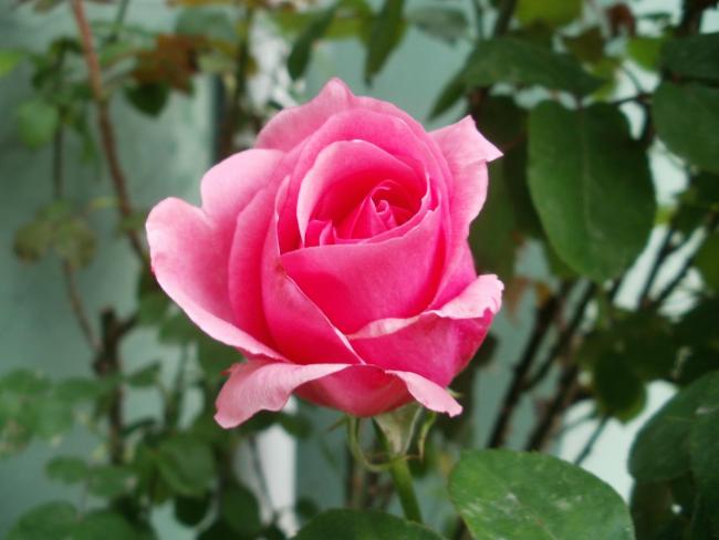 Name:  P1010135a.jpg
Views: 291
Size:  34.7 KB