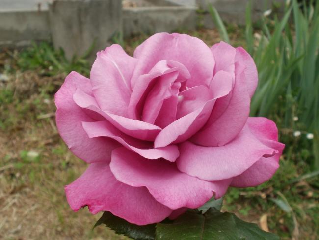 Name:  P1010169a.jpg
Views: 301
Size:  38.8 KB