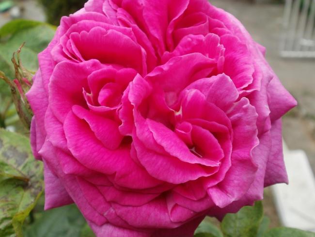 Name:  P1010144a.jpg
Views: 311
Size:  40.7 KB