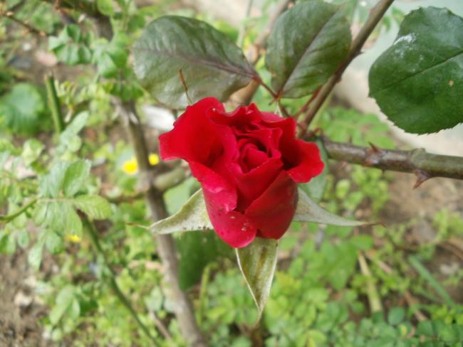 Name:  P1010136a.jpg
Views: 453
Size:  43.4 KB