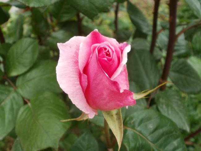 Name:  P1010170a.jpg
Views: 418
Size:  33.4 KB