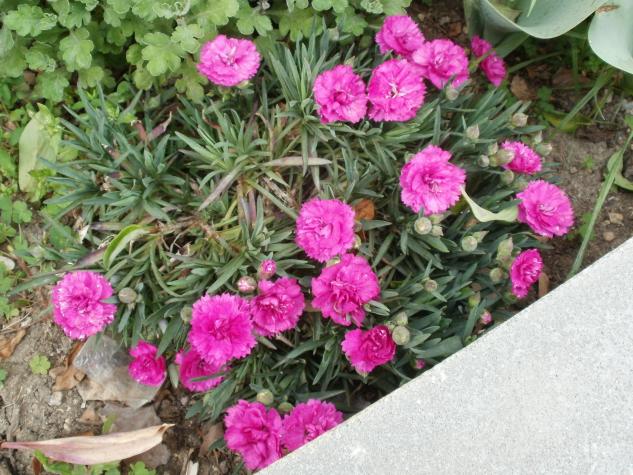 Name:  P1010117a.jpg
Views: 456
Size:  70.9 KB