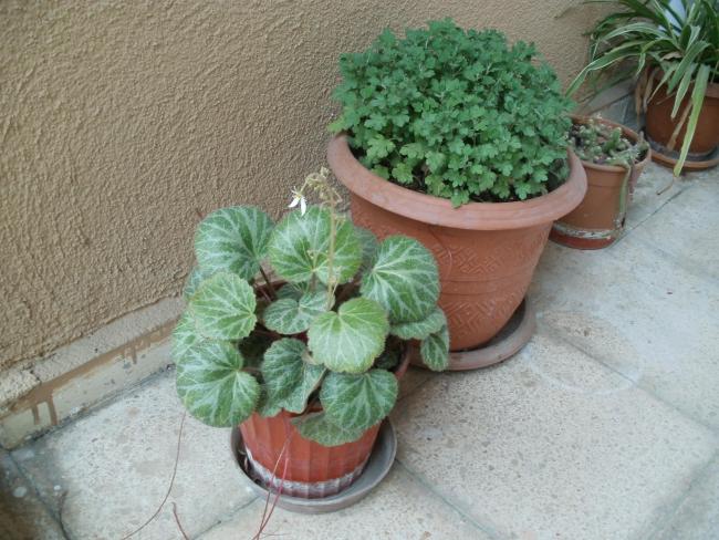 Name:  P1010101a.jpg
Views: 412
Size:  60.1 KB
