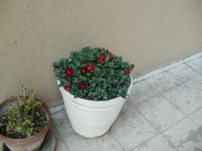 Name:  P1010102a.jpg
Views: 417
Size:  46.3 KB